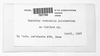 Cryphonectria radicalis image